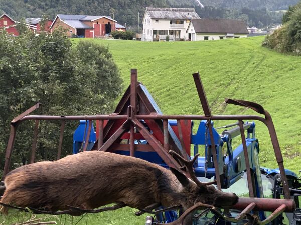 Pangstart på hjortejakta
