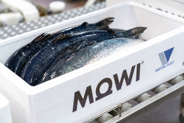 Rekordår for Mowi