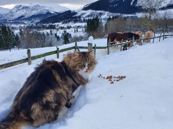 Møtte på fjellkatten Monsen på Sandhornet