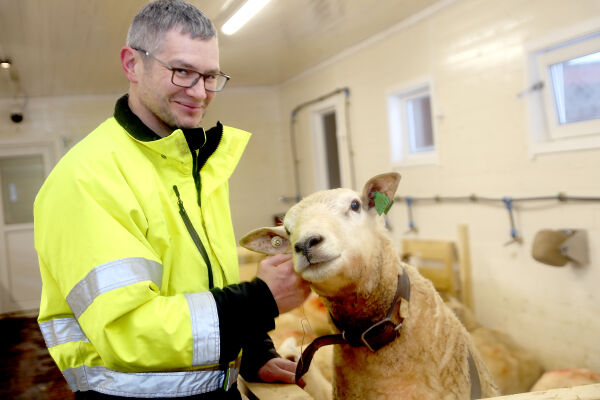 Satsar på sau ved å byggje nytt fjøs