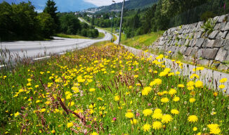 Blomstrande vegkant