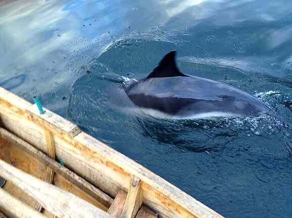 Delfin på Straumshamn
