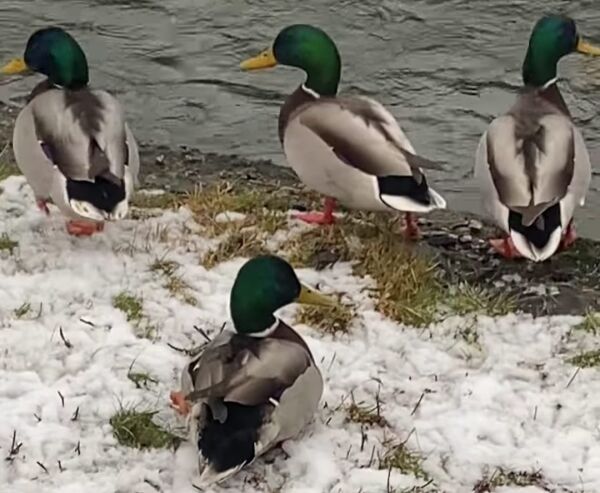 – Det går ikkje and!