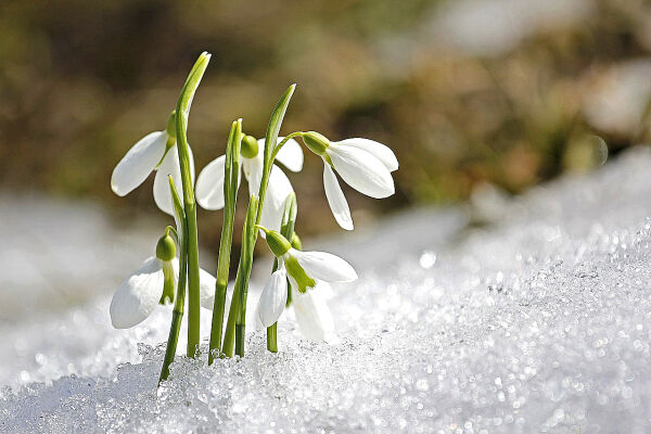 Vår, vinter, plante, plante ikkje?