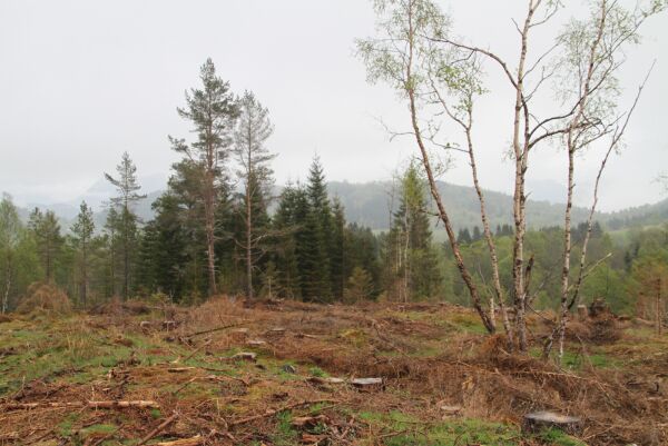 Stort etterslep på skogplanting