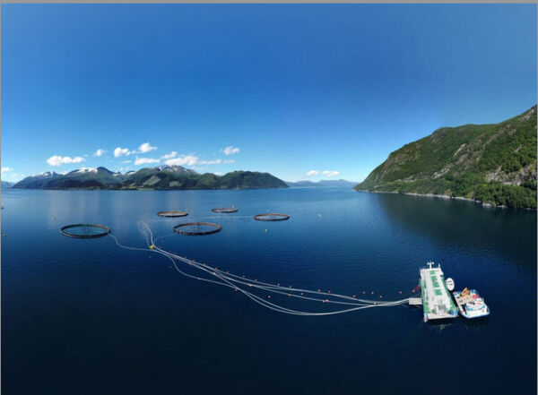 Klagar ikkje på meir torskeoppdrett i Voldsfjorden