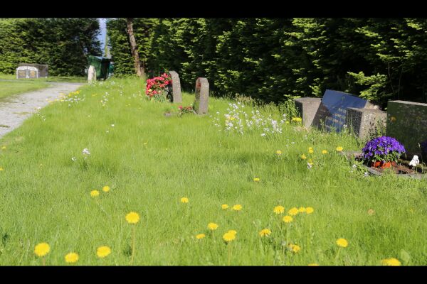 Langt, uklipt gras på Leirshaugen