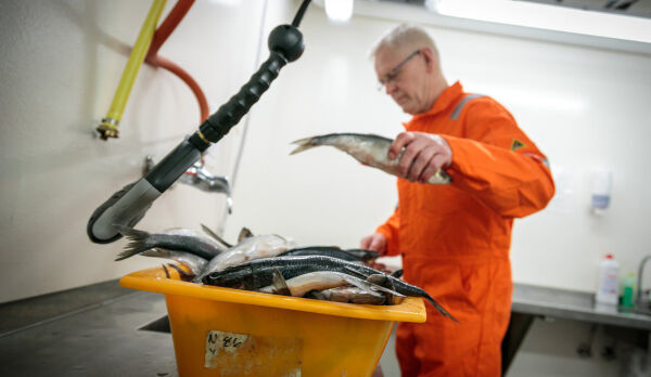 Sunnmørsk sild er ikkje lokal