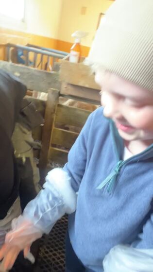 Her tek Tobias (6) i mot eit lam.