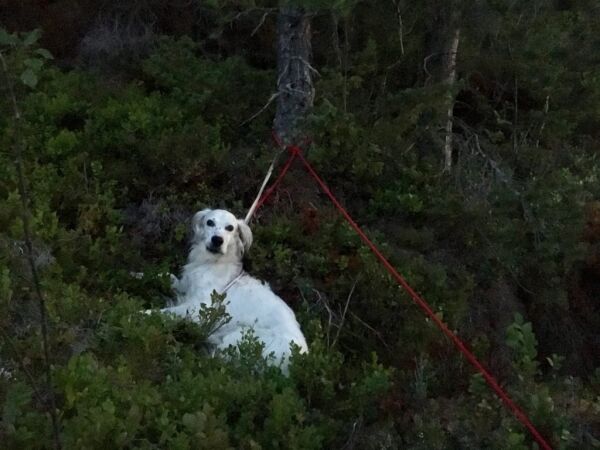 Heltemodig redningsdåd om natta!