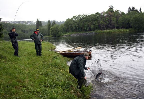 – Det er tragisk lite fisk i elvane