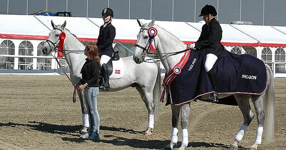 Ørstajente til Oslo Horse Show