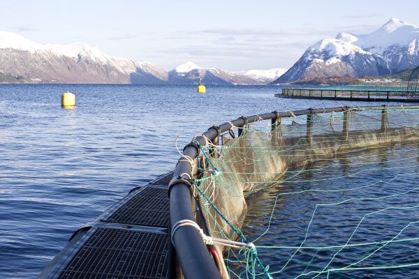 Rømt oppdrettsfisk kom frå Herøy