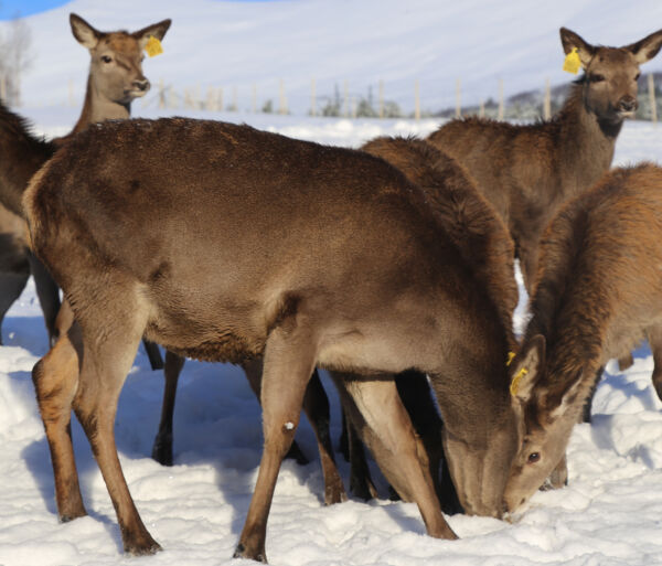 Mange hjortepåkøyrslar