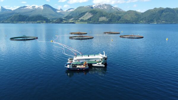 Kritiske til meir torskeoppdrett i Voldsfjorden