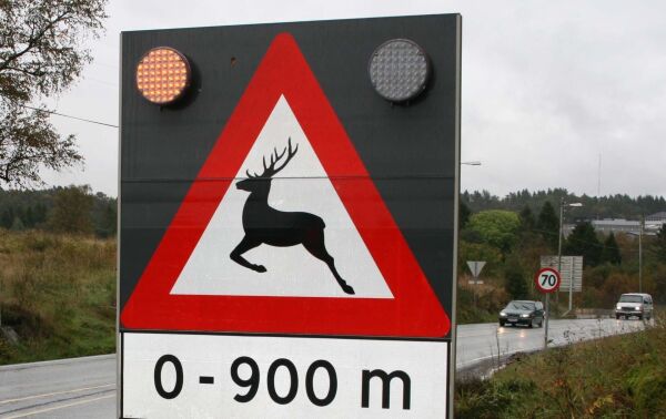 Høgsesong for viltpåkøyrsler