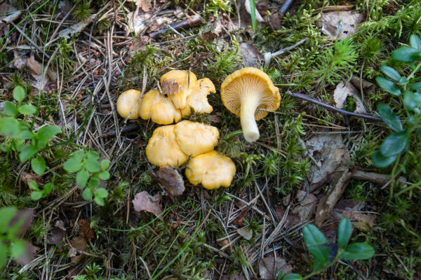 Vårsoppane er her