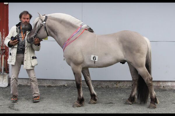 Belgisk hingst skal styrke norsk fjordhestavl