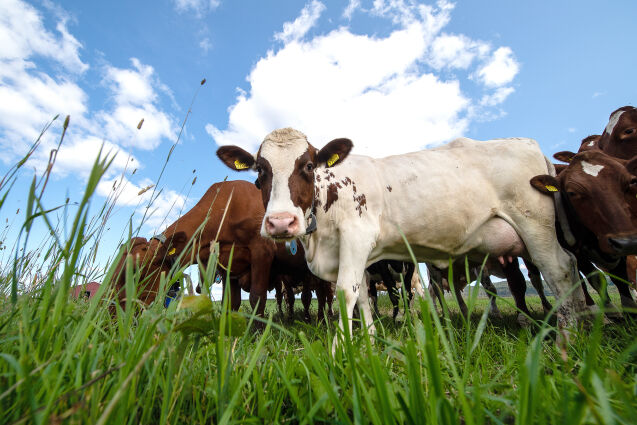 Stadig meir husdyrgjødsel vert utnytta til biogass
