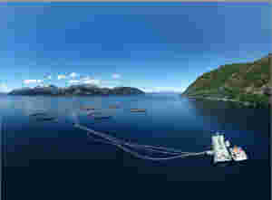 Klagar ikkje på meir torskeoppdrett i Voldsfjorden