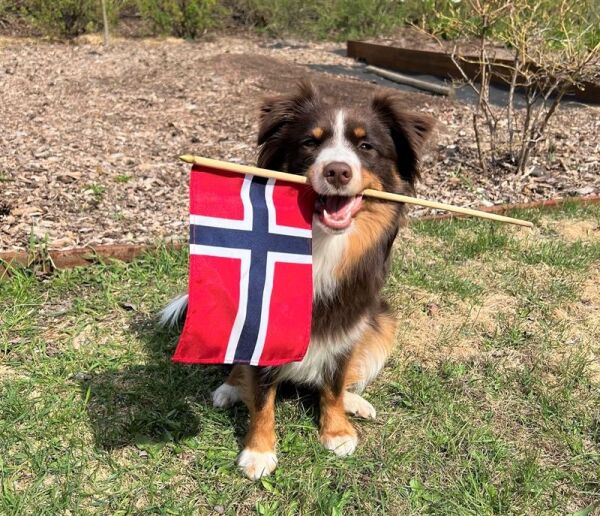 Tenk på dette på 17. mai