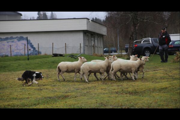 Konkurrerer med gjetarhund