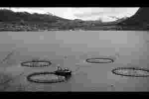 Volda får kr. 9 mill. frå Havbruksfondet