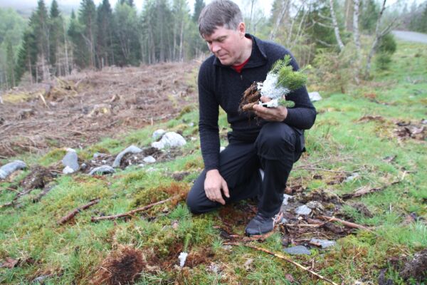 Plantar 100.000 tre i kampen mot snutebillen